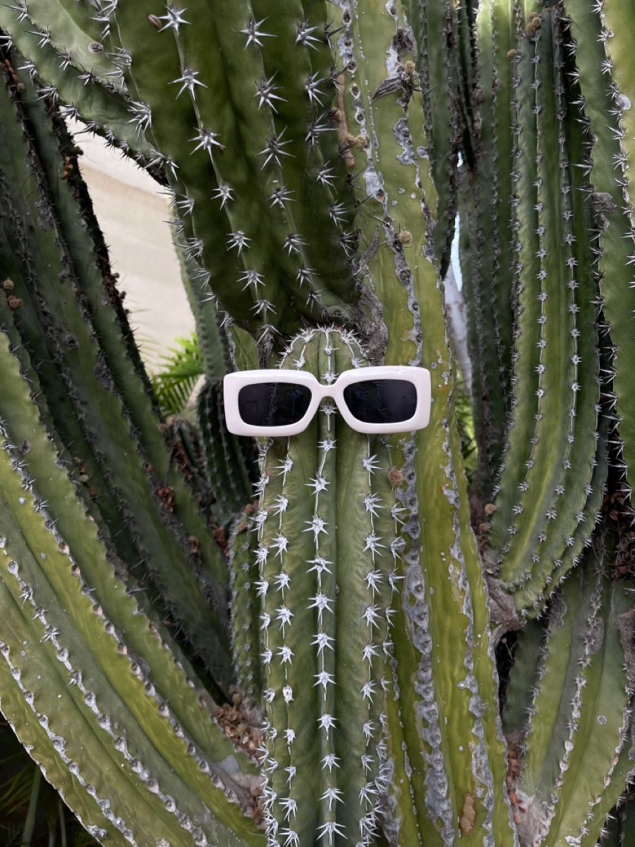 Sunglasses tucked into a cactus, a playful still life